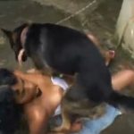 Cachorrinho vila lata comendo uma mulher carioca