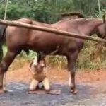 Lésbicas curtindo zoofilia com cavalo na fazenda